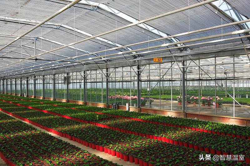 在这里玻璃温室和植物花卉才是标配，越来越受投资者的青睐