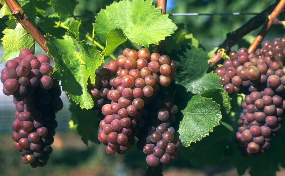 vdp灰皮诺,马斯乔灰皮诺