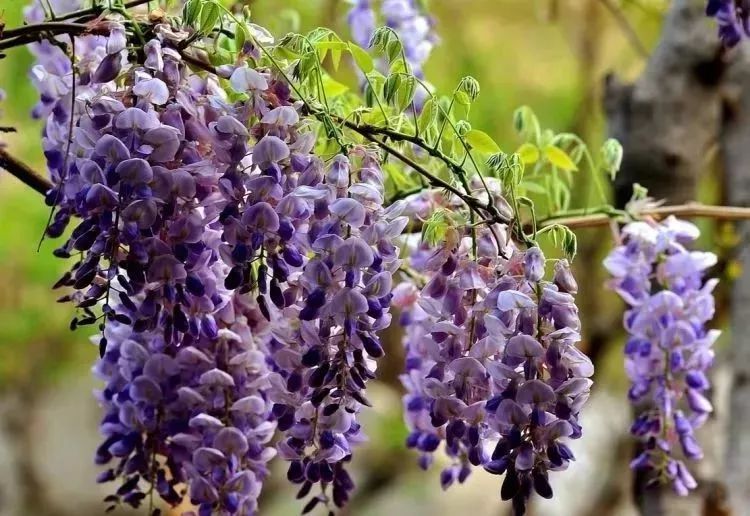 看到花的时候,不知是什么花?那就收下这份百花图谱