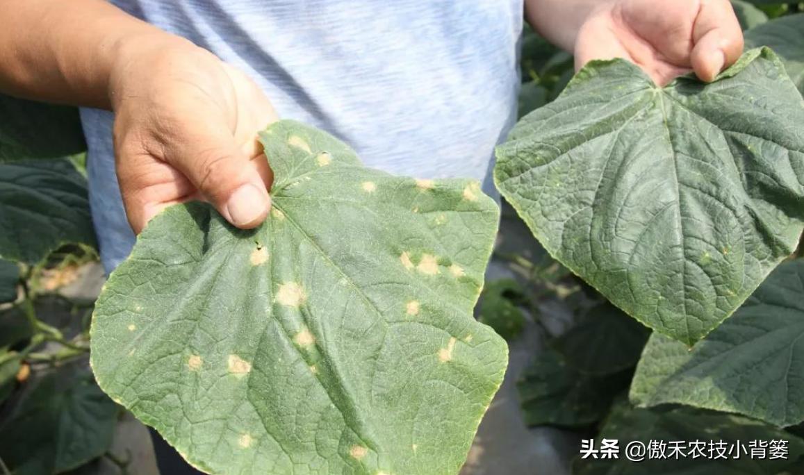 叶片上出现黄斑点是什么病,叶片有黄斑白斑怎么办