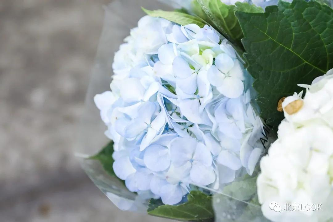 北京最大的露天花卉,北京最大的花卉大观园