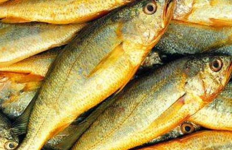 好养好吃的海鱼有哪些,夏天最好的几种海鱼