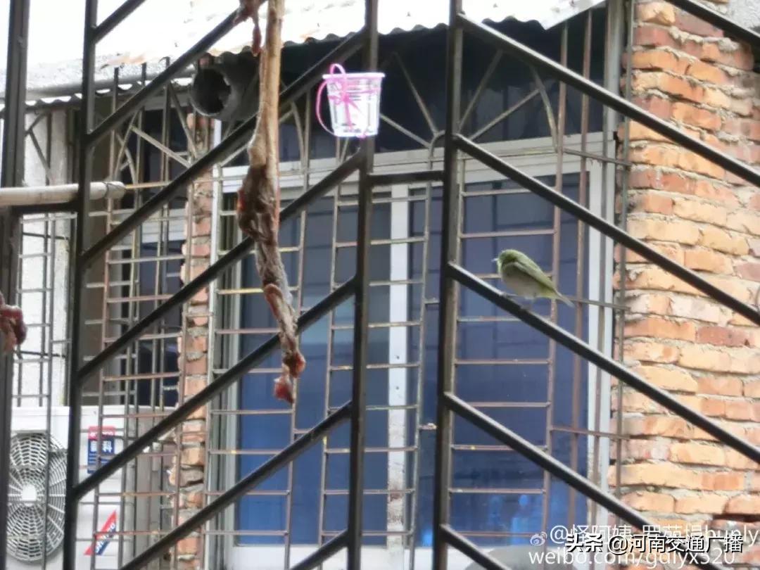 鸟儿偷吃香肠腊肉,香肠腊肉挂外面被鸟吃