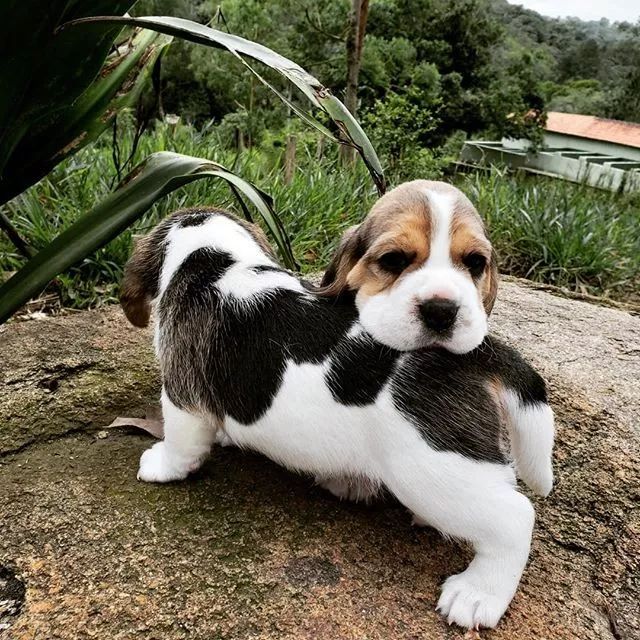 可爱可奶呆萌的小奶狗,可爱呆萌小奶狗