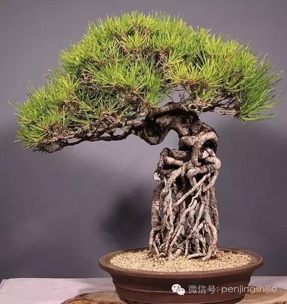 大师级老桩盆景欣赏,精美绝伦的老桩盆景