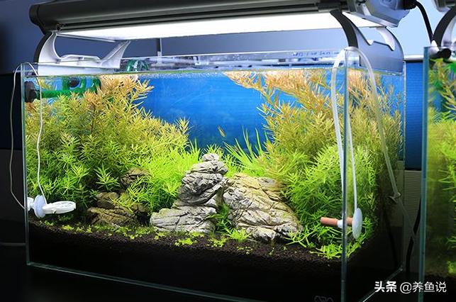 不再为饮用水发愁,再也不用担心鱼缸换水