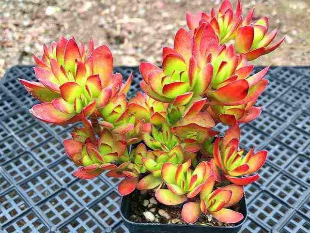 多肉天狗之舞应该如何管理养护,天狗之舞多肉有什么功效