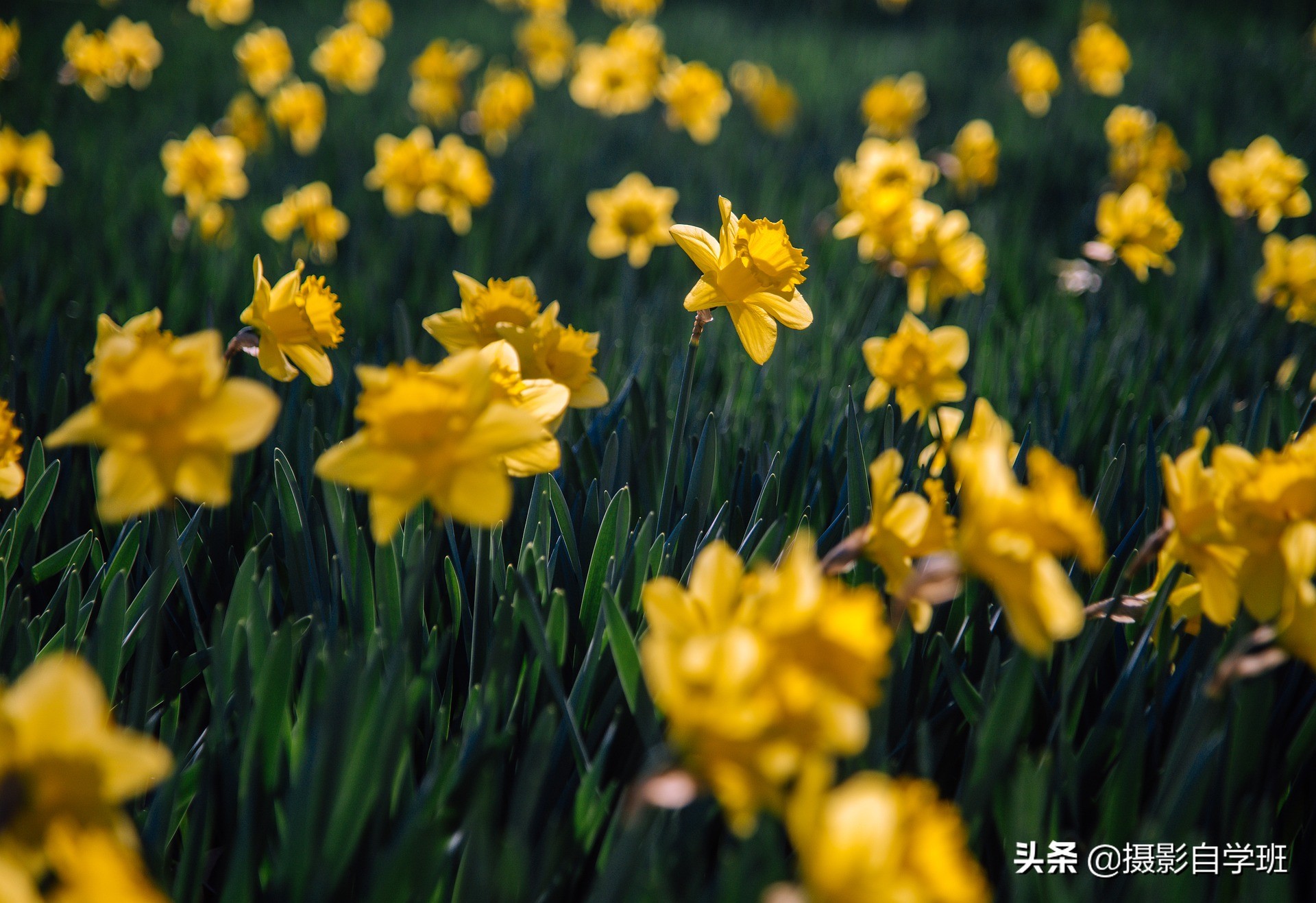 拍花朵怎么拍出来的又多又好看,怎样拍摄小花朵最好看
