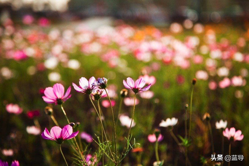 佳能24-105mm评测,佳能24-105适合拍摄的场景