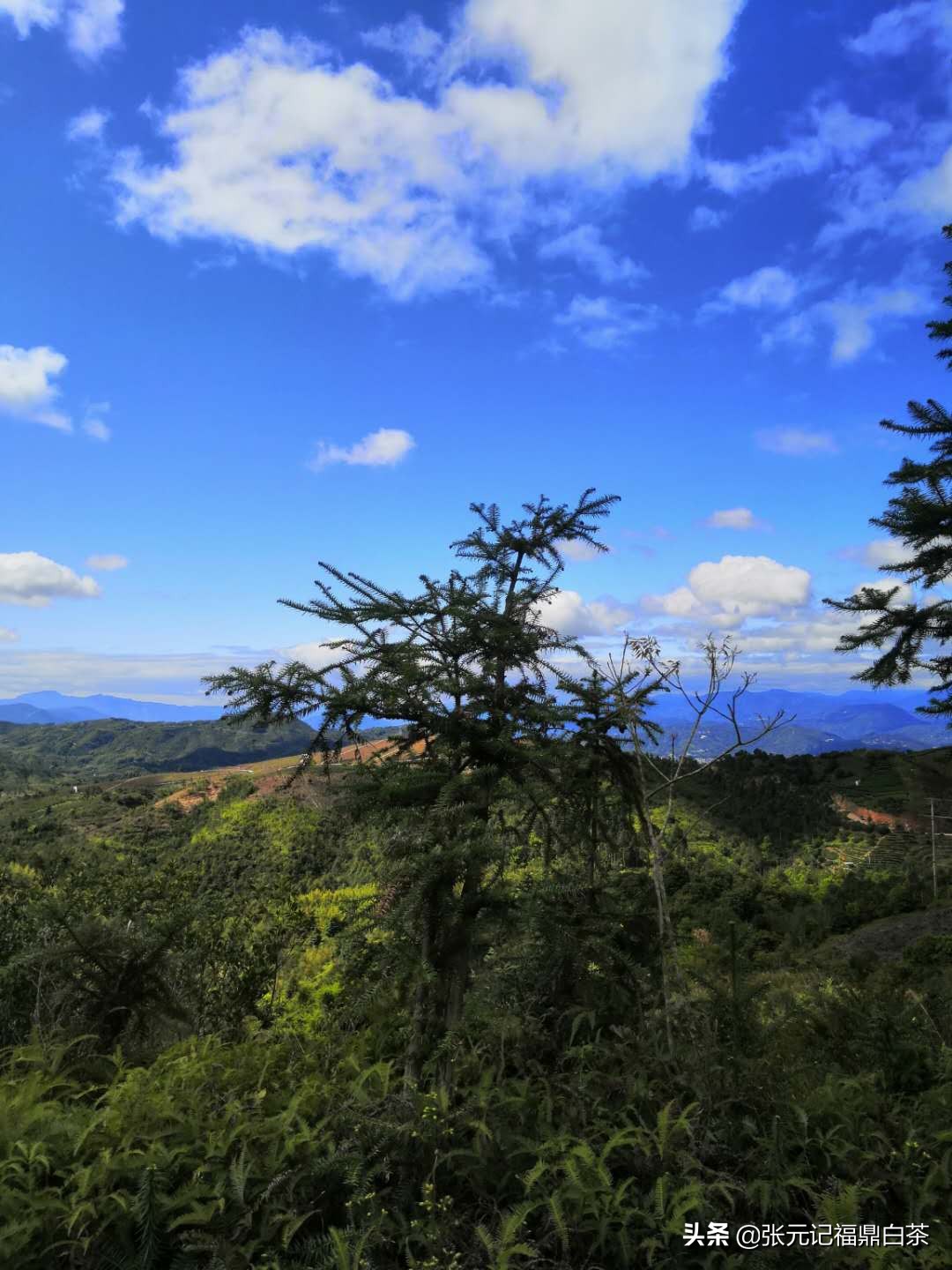 张元记福鼎白茶白牡丹,福鼎白茶张元记
