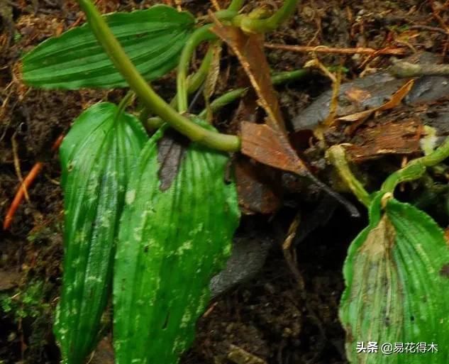 吻兰,云南稀有兰花品种图片金边蕙兰