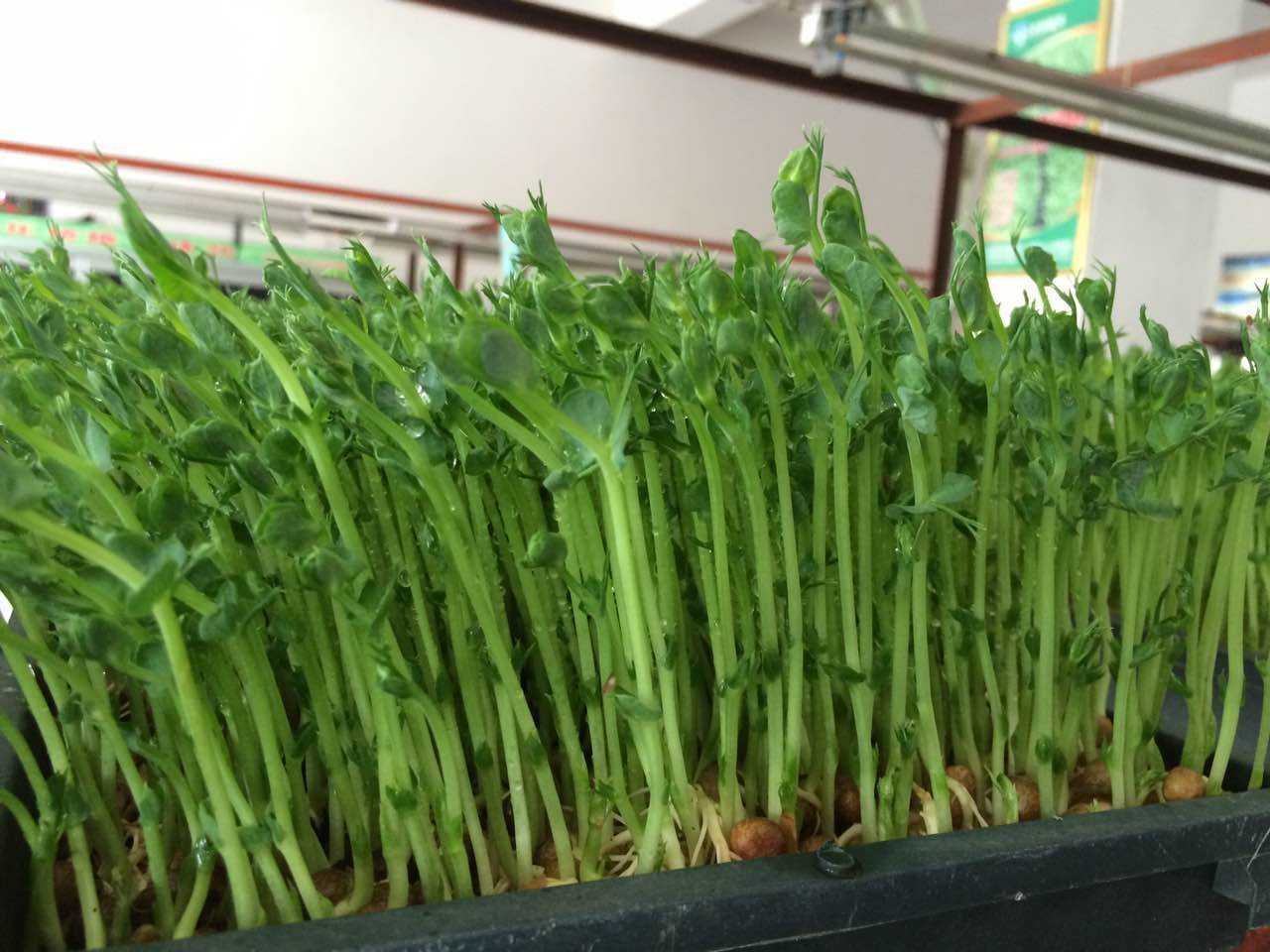 自己种的豌豆芽可以吃吗,豌豆芽可以干什么