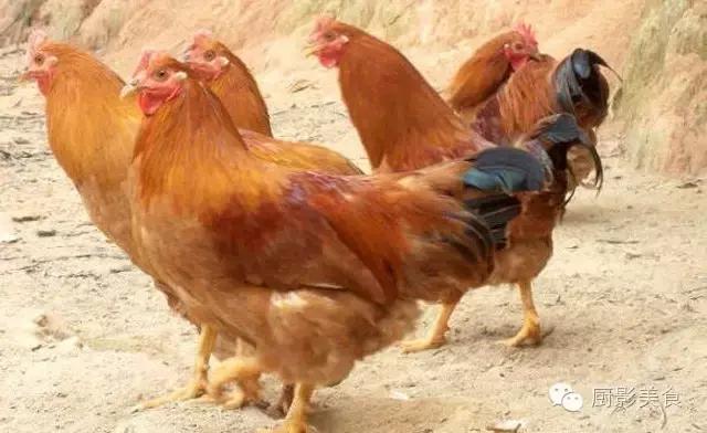 全世界的鸡都在这了，有你认识的吗？