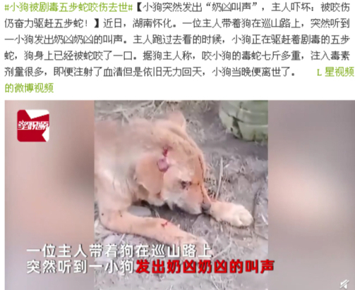 7斤重五步蛇与狗撞上,狗赶蛇不成被咬身亡!和眼镜蛇比它更毒?