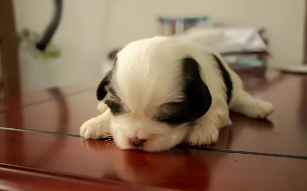 狗狗最近总是发抖是什么原因,狗狗最近经常发抖是什么原因