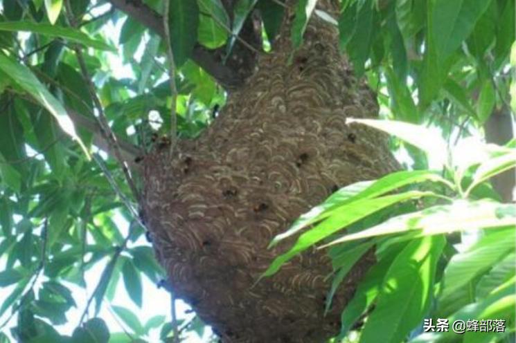 入侵美国的物种,成功入侵美国的三种昆虫