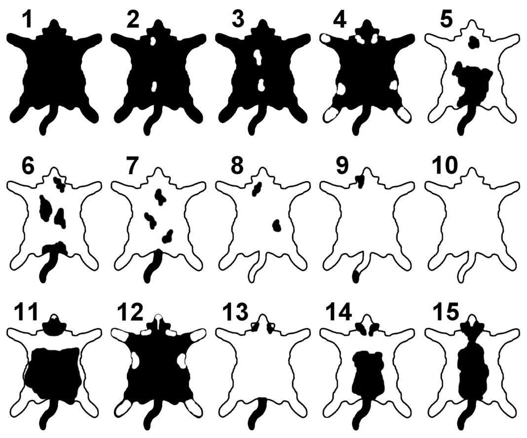 黑白猫比其他毛色的猫勇敢吗,黑白猫和燕尾猫有什么区别