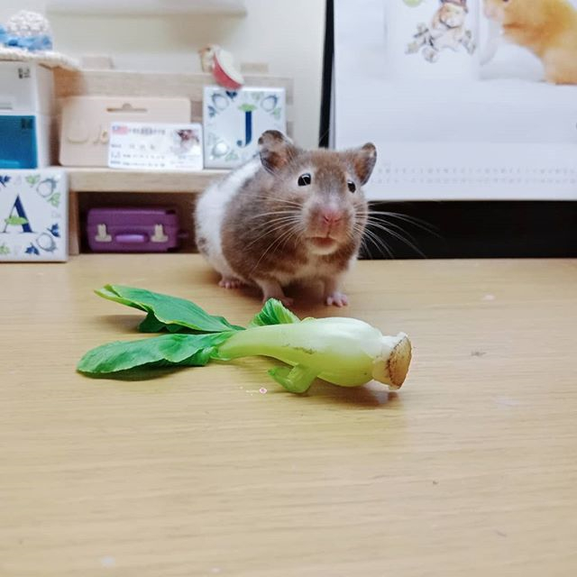 仓鼠颊囊里有食物还需要喂吗,避免仓鼠颊囊长期储蓄食物的方法