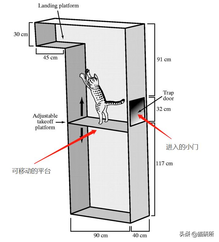 猫咪到底能跳多高,猫咪能跳多高
