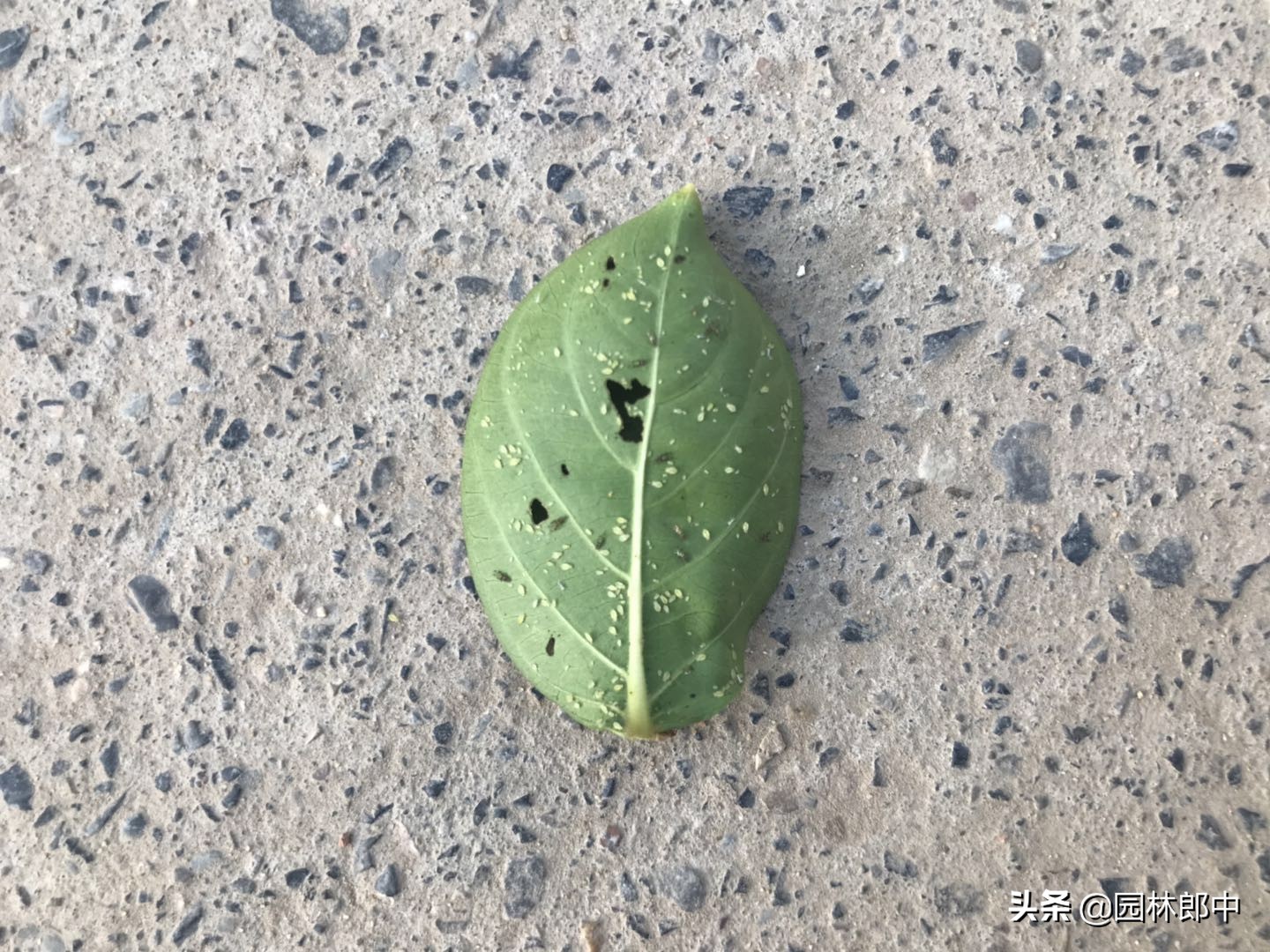 紫薇花黄叶掉叶是什么原因,紫薇花叶子发白怎么处理