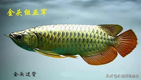 观赏龙鱼图片欣赏,观赏鱼欣赏龙鱼