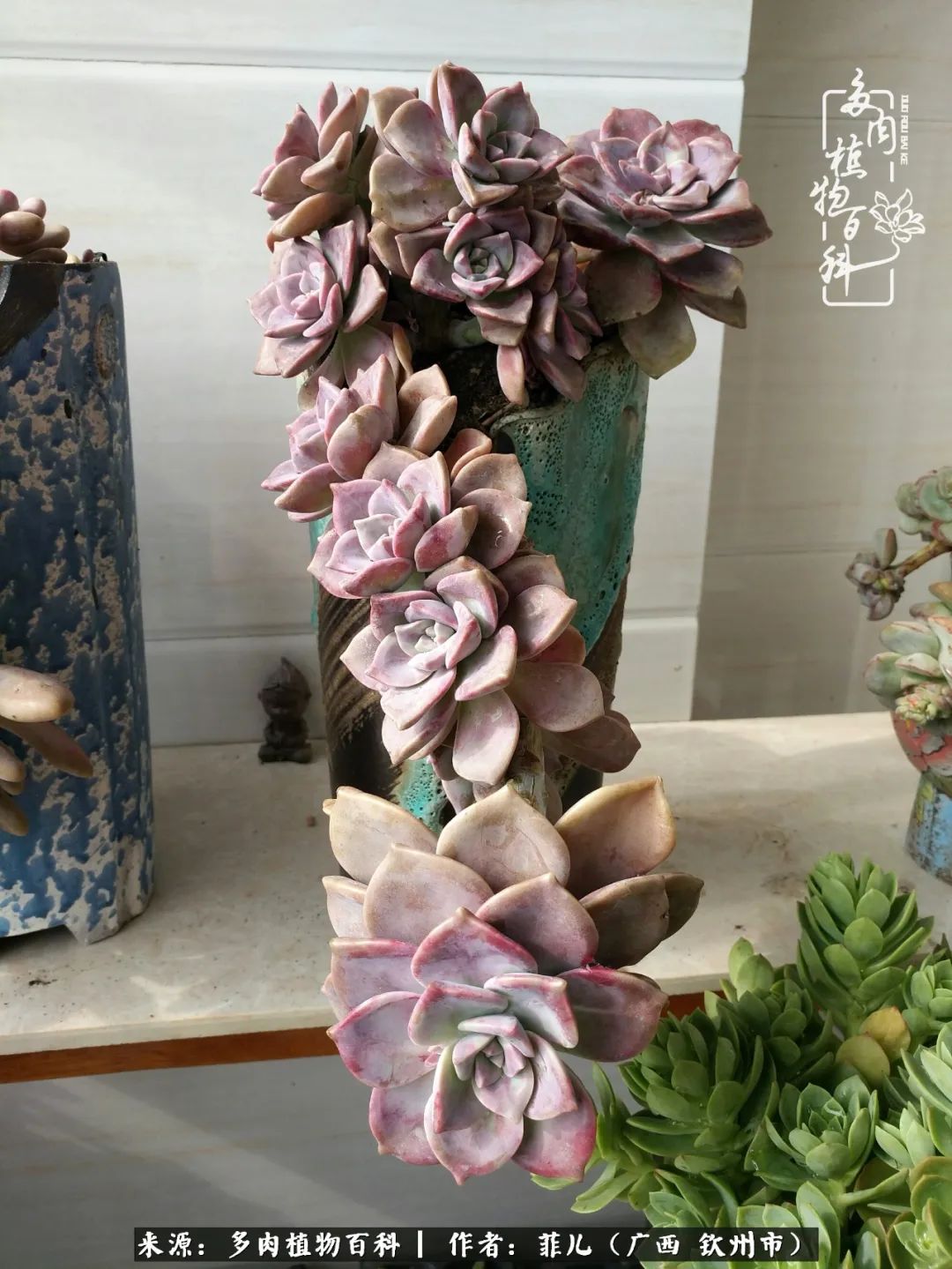 多肉相伴的感悟,与多肉为伴的时光真的很美好