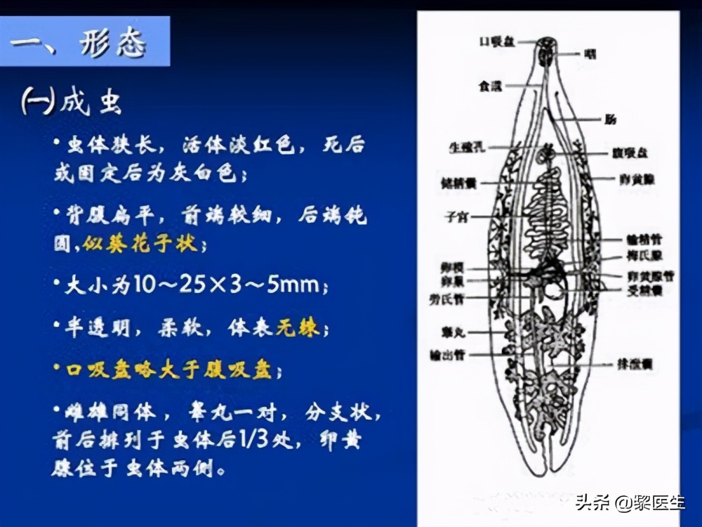 患有肝吸虫有什么症状,羊肝吸虫的征兆
