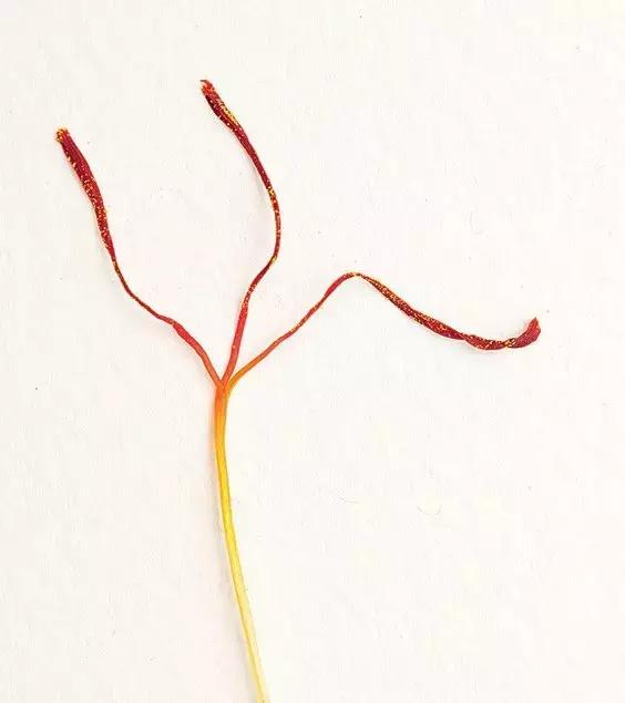 藏红花风水上在家里养好吗,藏红花生长习性