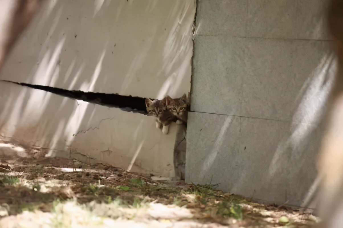 一到毕业季,我们大学的校猫就疯了哈哈哈