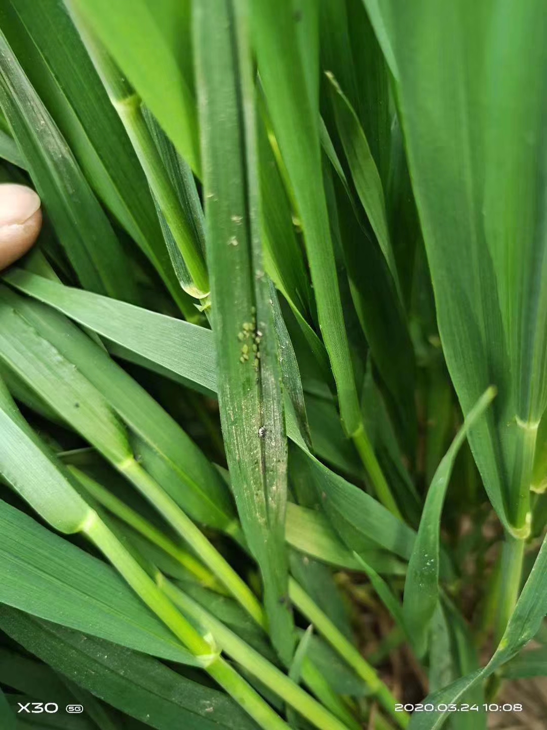 蛴螬虫害防治方法噻唑磷,毒死蜱防治蛴螬用多少倍
