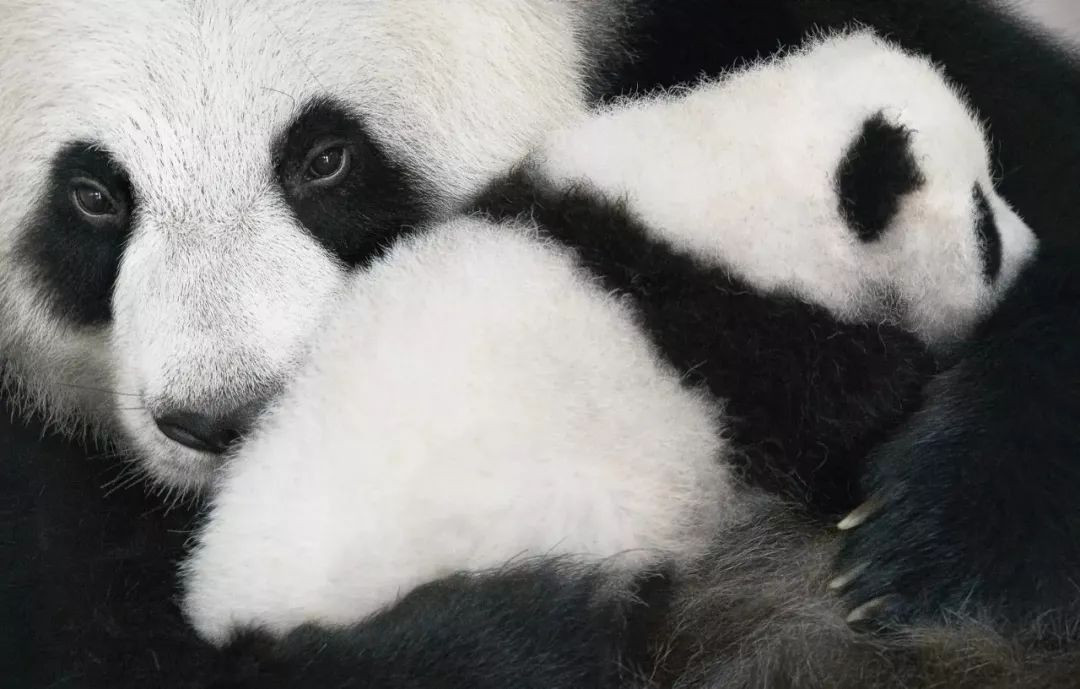 近年来濒危的野生动物有哪些,濒临灭绝的珍稀野生动物