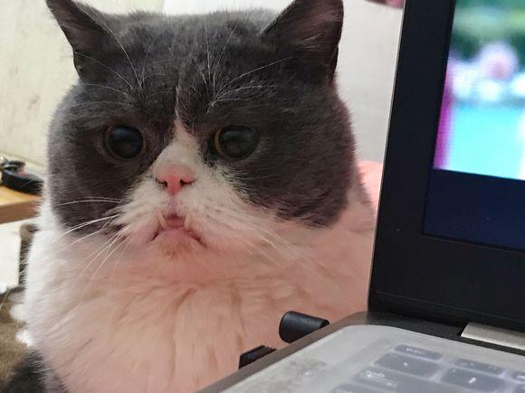 猫咪换牙牙齿是怎么样的,换牙期猫咪牙齿出血怎么办