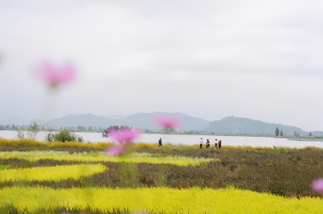 五一川西土拨鼠,五一节川西看土拨鼠