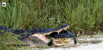 巨蜥吃乌龟视频,巨鳄龟吃蜥蜴