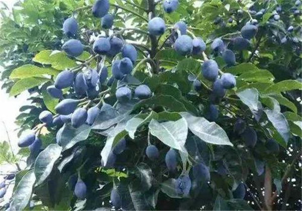 乌榄特征,乌榄广东