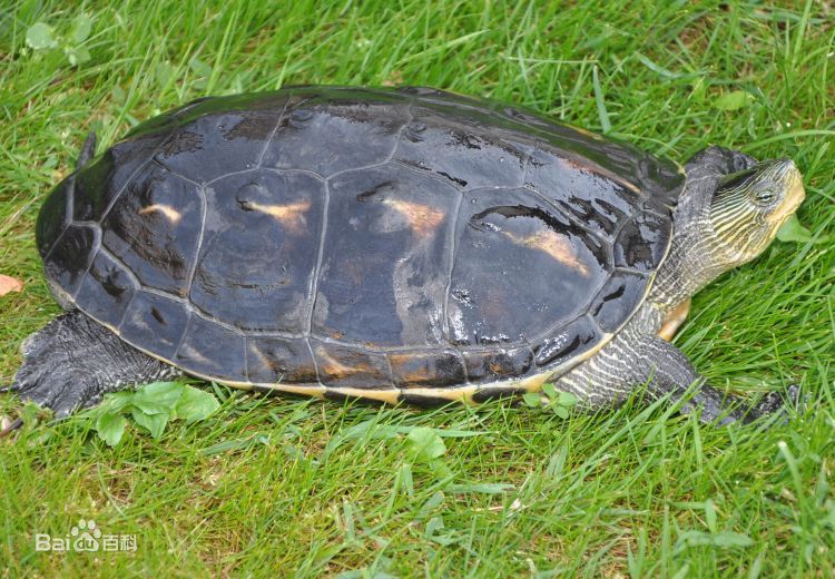 宠物龟忍者怎样饲养,东北饲养宠物龟品种