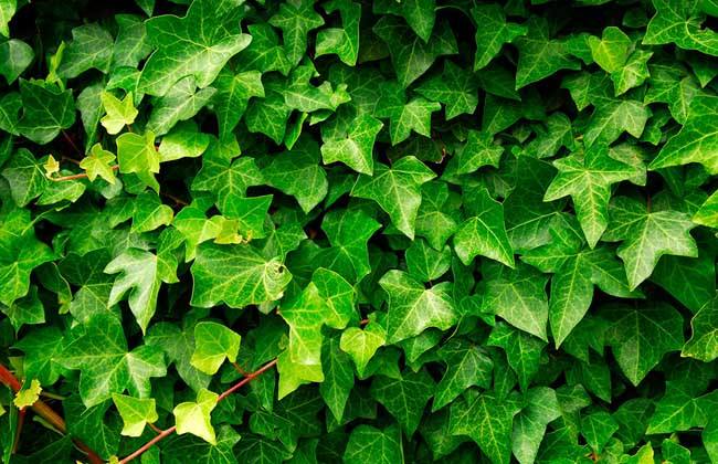 绿萝发财树龟背竹天冷可以浇水吗,夏天绿萝龟背竹还适合在院子里吗