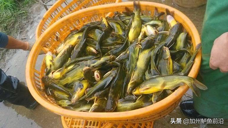 黄颡鱼怎么养,黄颡鱼小瓜虫早期症状及图片