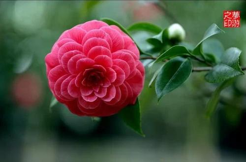 千古奇文4000字竟无重复,千古绝文450篇