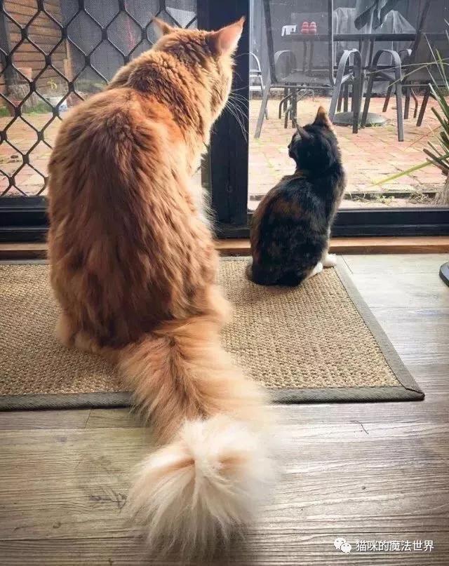 猫咪品种大盘点,猫咪品种大全100种