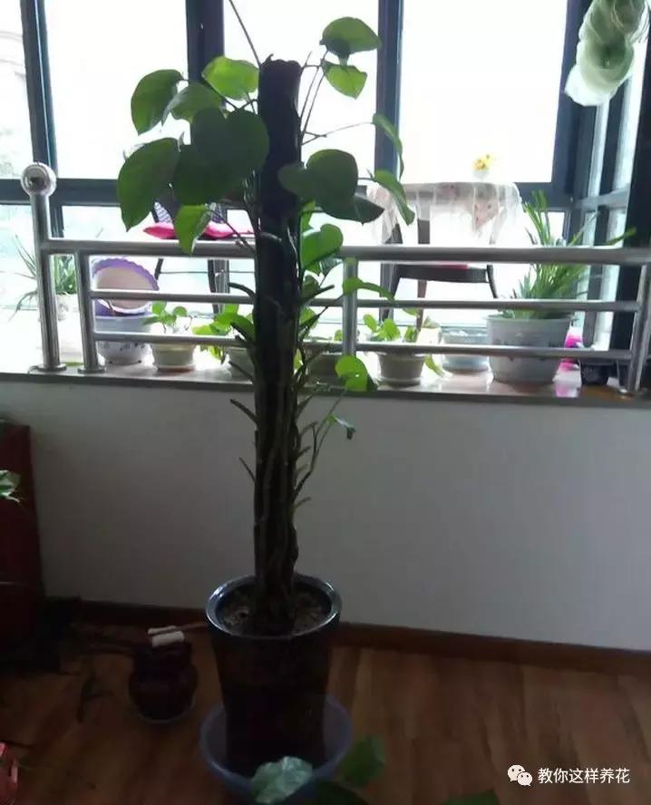 冬天绿萝冻伤后怎么补救,绿萝被冻伤根茎变黑叶子打蔫咋办