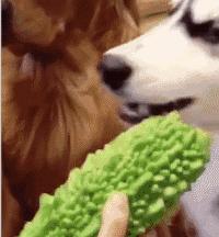 狗狗换牙啃硬的东西有哪些,狗狗换牙给他吃什么