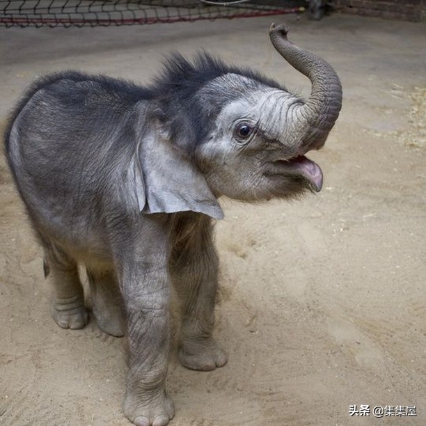 来自动物世界的22个有趣事实,动物世界中有什么有趣的现象