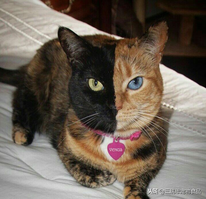 萌猫十大明星,十大萌猫排名