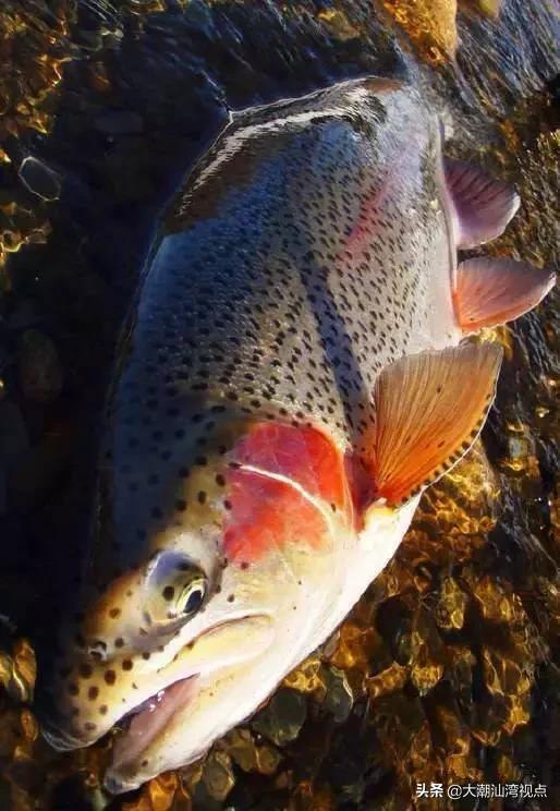 作为潮汕人，这89种海鲜你都能对上号吗