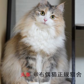 大型猫都有哪些品种？大型宠物猫的介绍和图片