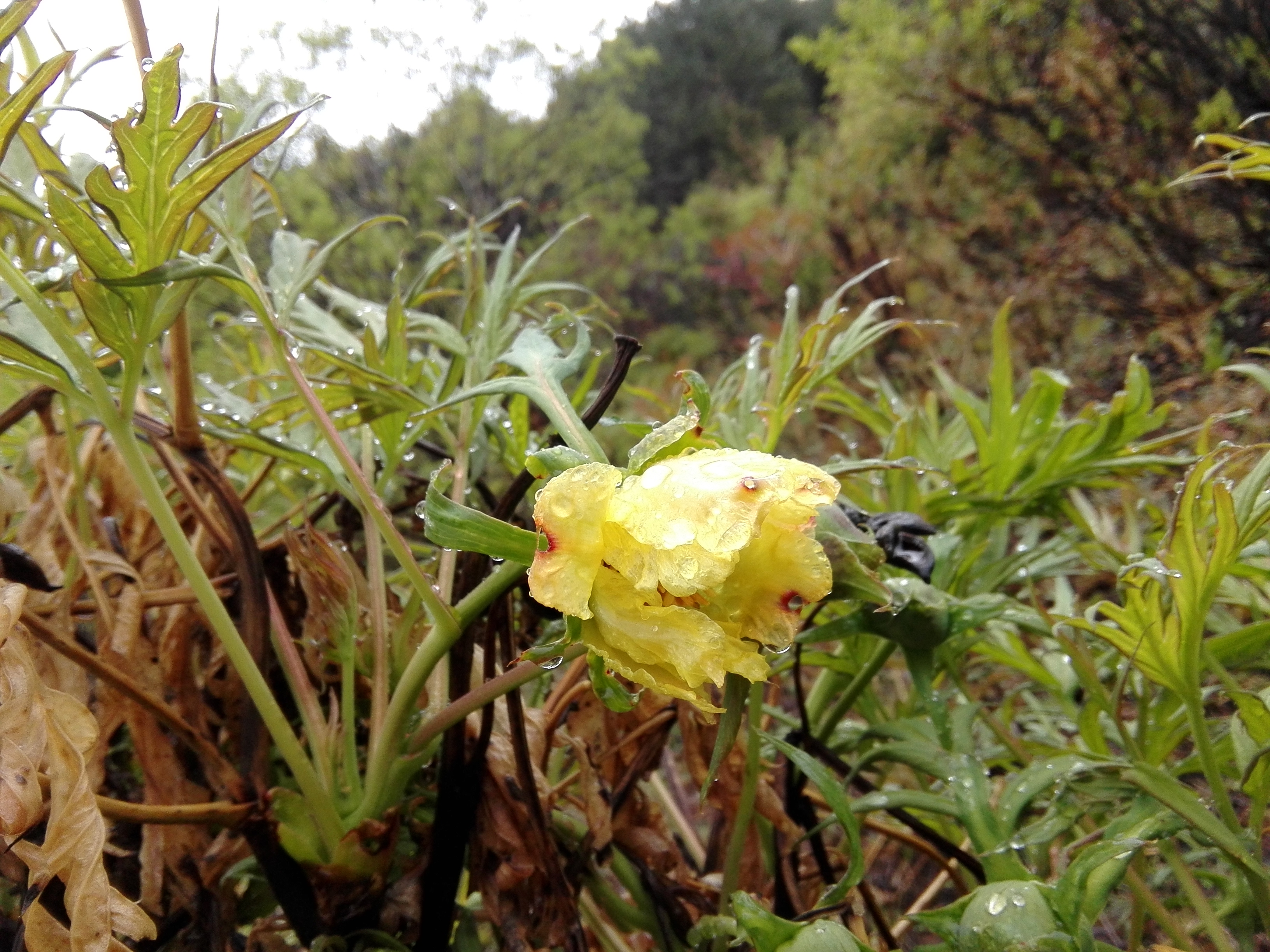 牡丹，熟悉而陌生——“花王”的前世今生，带你重新认识牡丹