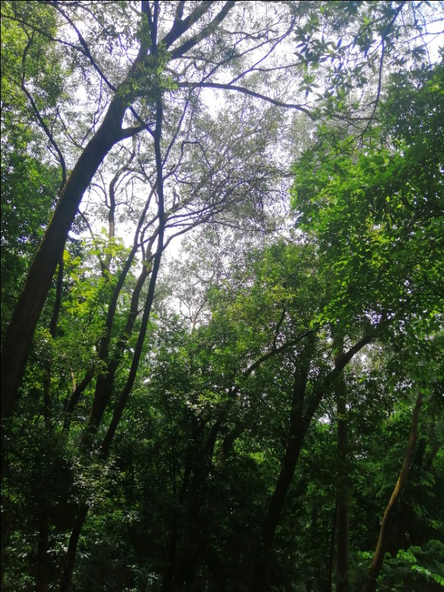 东莞旗峰公园掠影,东莞旗峰公园大体俯视图片