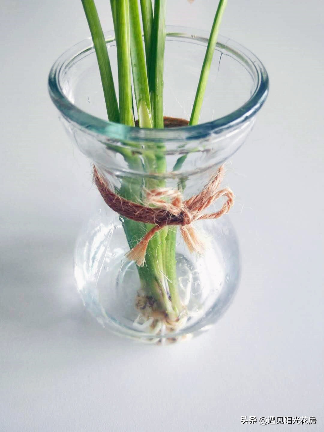 家庭种植水培马蹄莲是没有农药吗,马蹄莲的正确水培方法和注意事项