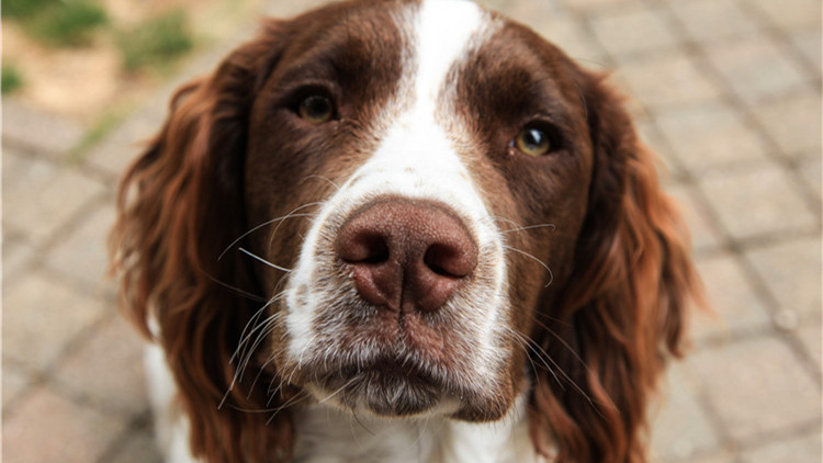 哪些玩具可以逗狗狗开心,安抚狗狗情绪的玩具